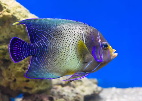 The Koran Angelfish in aquarium closeup