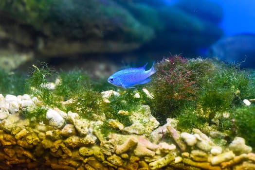 The neon damselfish also known as blue devil in aquarium closeup