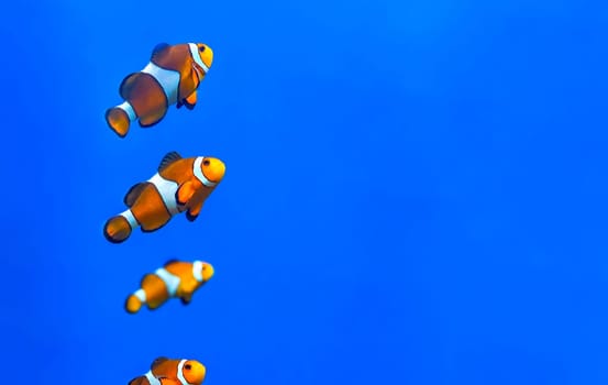 Clown fish in aquarium on blue background