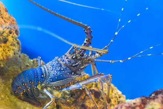 Spiny lobsters also known as langustas in aquarium
