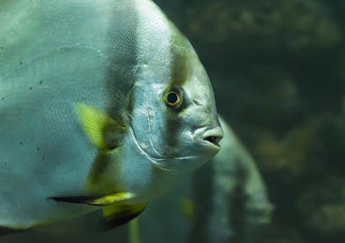 Pack of longfinned batfish in aquarium