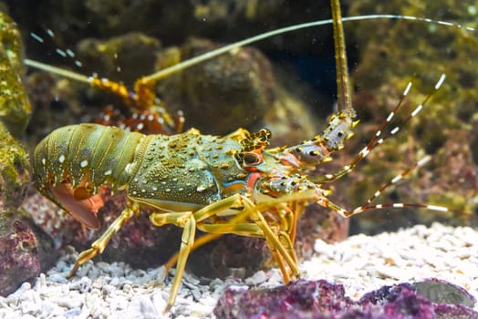 Spiny lobsters also known as langustas in aquarium