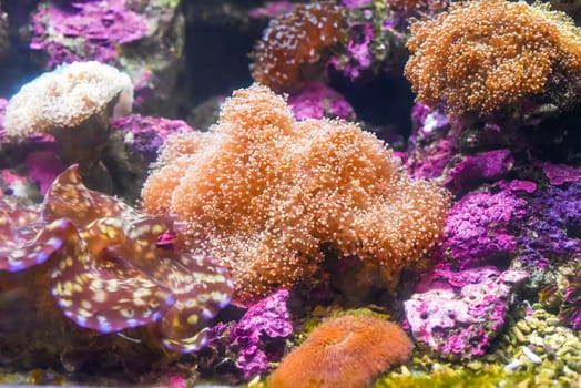 Toadstool Leather coral in an aquarium close-up