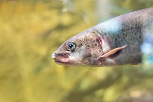 Siberian taimen (Hucho taimen), also known as the common taimen