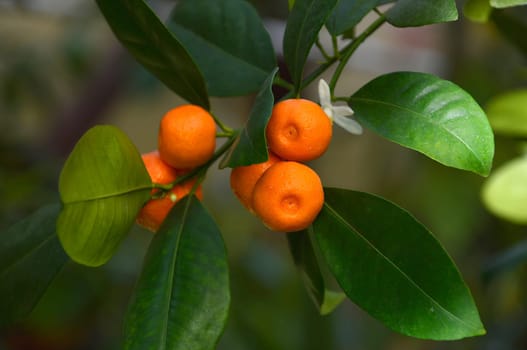 Calamansi, also known as calamondin or Philippine lime