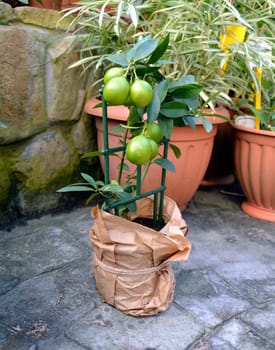 Potted lime is on a stone floor