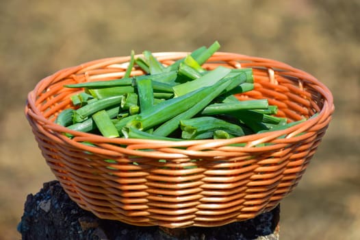 First fresh green onions chopped into pieces in a wicker basket