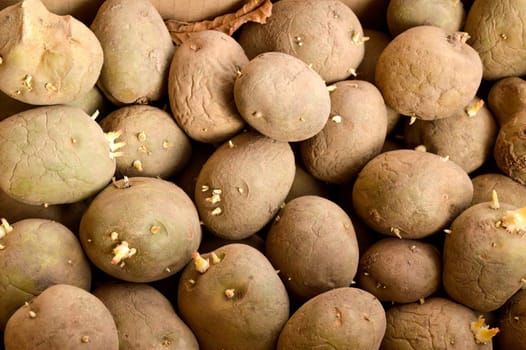 Many raw whole potatoes with sprouts on the market. background