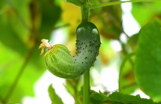 Ripe cucumber growing in the garden