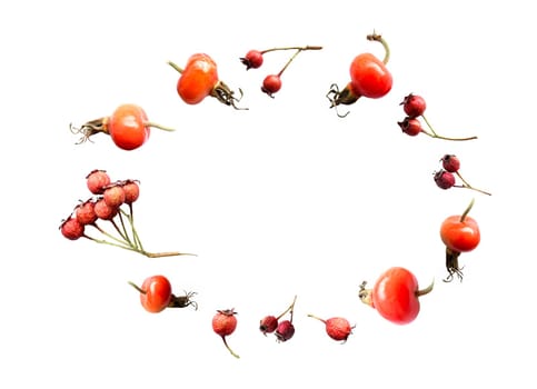 White background with isolated wild autumn Russian Far East berries of hawthorn, rose hips. Copy space, oval frame. effect of thrown up berries