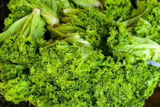 Lettuce (Lactuca sativa) leaves in the Vinh Hai market of Nha Trang Vietnam