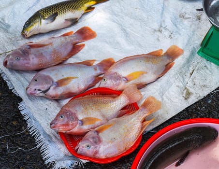 Fresh caught fish for sale on a Vietnamese street market