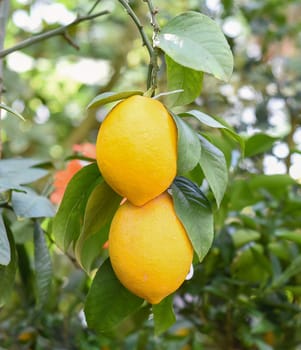 Kumquat or Citrus japonica fruit growing on a branch