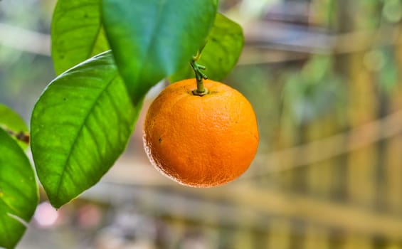 Orange fruit growing on a tree