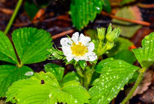 Fresh strawberry flower with leaves and rain drops