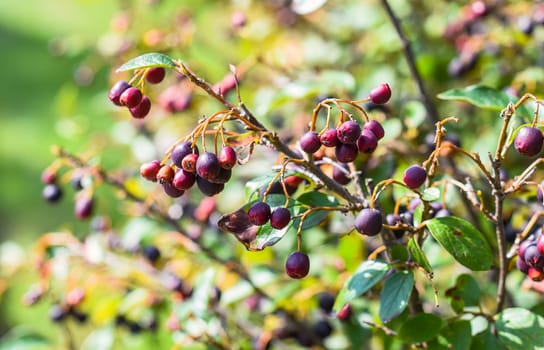 Cotoneaster lucidus (Hedge Cotoneaster)  berries growing in Russian Far East. Autumn