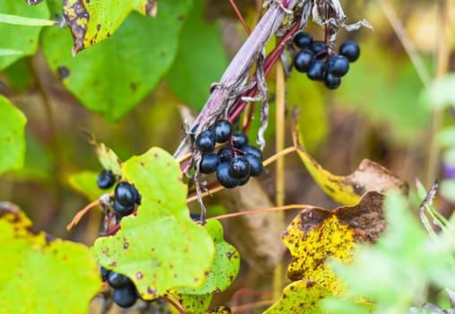 berries of wild Amur grapes