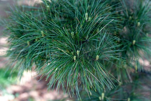 Pinus koraiensis siebold or Korean pine close up, russian far east