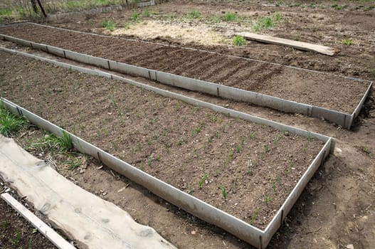 two planted beds with vegetables and green onions in the yard without people
