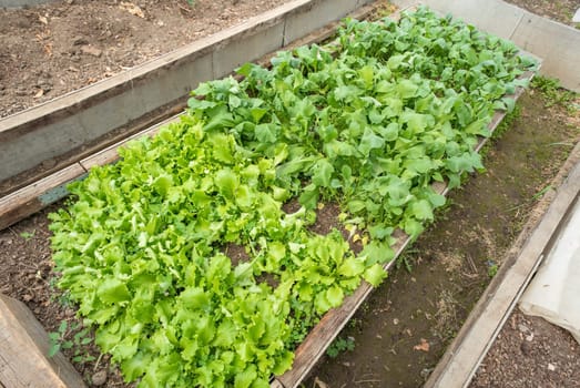 two planted beds with arugula and lettuce in the yard without people