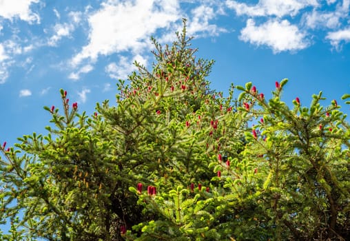 Picea jezoensis, dark-bark spruce or Ezo spruce growing in Far East of Russia