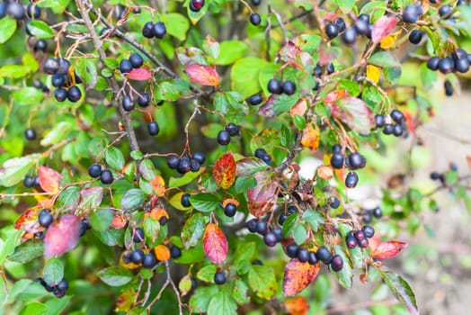 Cotoneaster lucidus (Hedge Cotoneaster)  berries growing in Russian Far East. Autumn