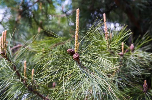 Pinus koraiensis siebold or Korean pine close up, russian far east