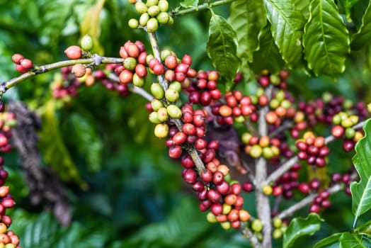 Coffee beans growing in Da Lat Vietnam