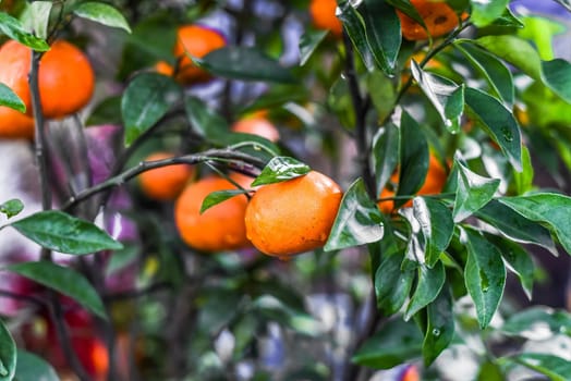 vietnamese tangerine tree close up