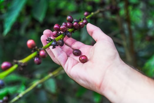 Hand holding coffee beans growing in Da Lat Vietnam