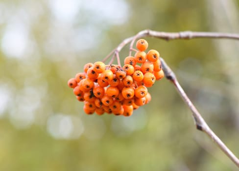 Rowan Amur (Sorbus pohuashanensis) growing in Far East Russia