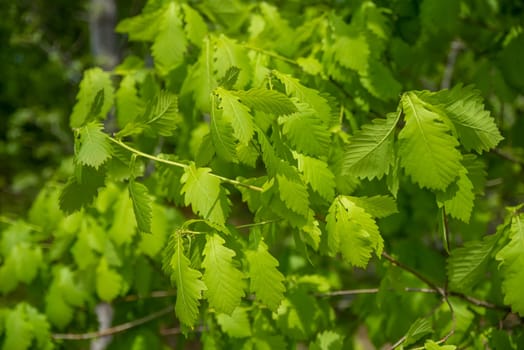 young green leaves of oak close up