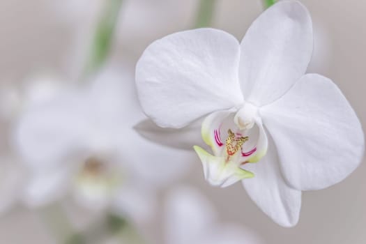 White orchid phalaenopsis flowers, macro. Floral background
