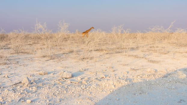 Giraffe walking through white landscape in the Etosha National Park in Namibia, Africa.