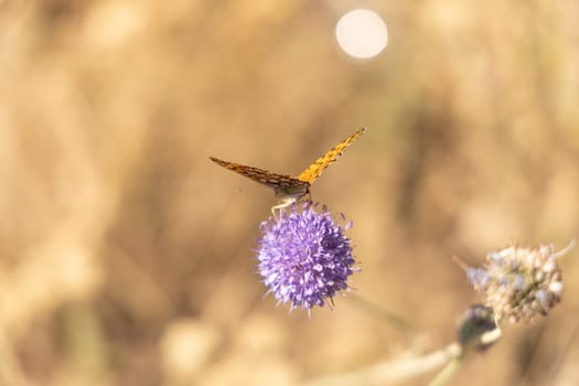 Close-up of a butterfly perched on a wildflower, collecting nectar. Blurred background enhances the contrast between the insects vivid wings and the soft purple petals, the beauty of pollination.