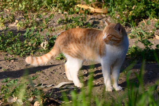 A playful ginger cat strolls through a sunlit garden, surrounded by lush greenery and soft shadows.