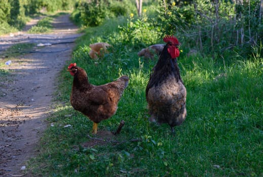 Two vibrant chickens explore a verdant path, basking in the warm sunlight of a tranquil countryside afternoon.