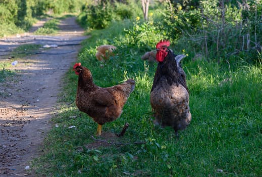 Two chickens stroll along a green path, embodying the charm of rural life in the late afternoon.