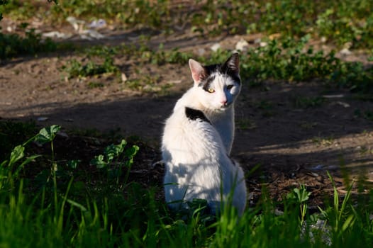 A curious cat sits poised, looking back with bright eyes amidst the greenery on a sunny afternoon.