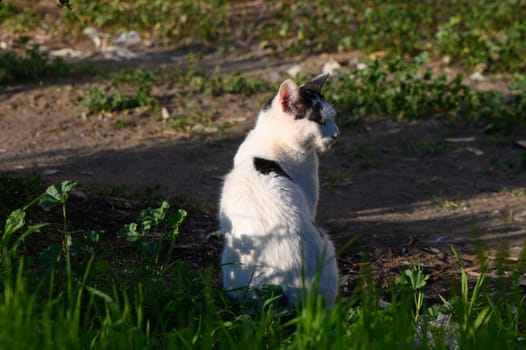 A curious cat sits quietly in vibrant green grass, basking in the gentle warmth of the afternoon sun.