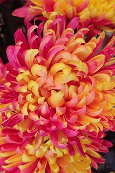 flowers asters chrysanthemums red yellow orange nature plants flora biology botanical garden background .High quality photo
