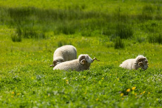 Three sheep are resting on a lush green meadow on a sunny day