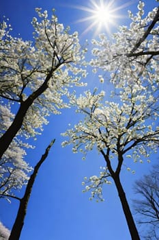 trees spring white blossom nature blue sky background illustration brunch sun lights generated ai alt