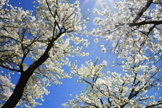 trees spring white blossom nature blue sky background illustration brunch sun lights generated ai alt