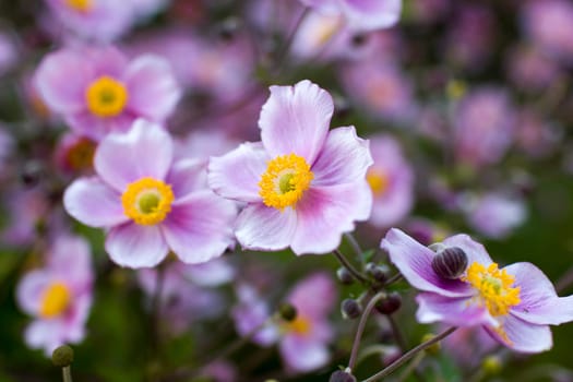 Anemone hupehensis. Commonly known as the Chinese anemone or Japanese anemone, thimbleweed, or windflower