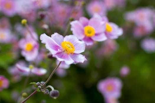 Anemone hupehensis. Commonly known as the Chinese anemone or Japanese anemone, thimbleweed, or windflower