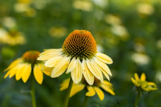 echinacea purpurea - coneflowers in the garden - soft focus