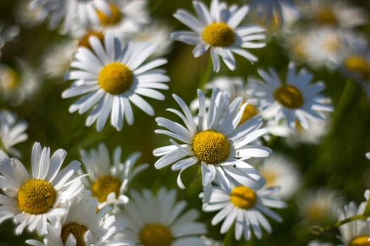 Ox-eye Daisy (Leucanthemum vulgare) in garden - soft focus