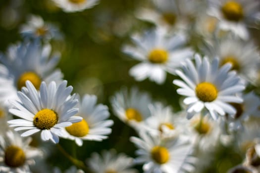 Ox-eye Daisy (Leucanthemum vulgare) in garden - soft focus