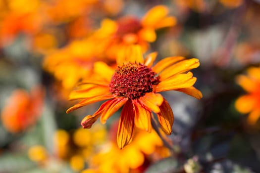 rudbeckia flowers in the garden - soft focus